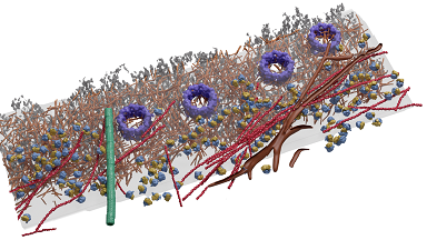 細胞影像平臺 Amira 軟件-三維重構在光鏡和電鏡數據中的應用培訓通知