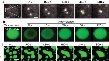 尼康生物影像中心共聚焦顯微鏡高級應用FRAP專題上機培訓通知