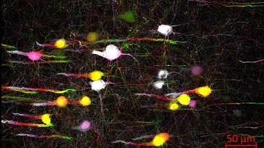 細胞生物學平臺Zeiss全自動數字玻片掃描系統培訓通知