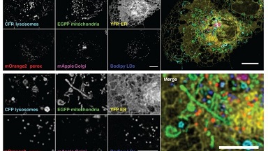 尼康生物影像中心共聚焦顯微鏡高級應用光譜共振專題上機培訓通知
