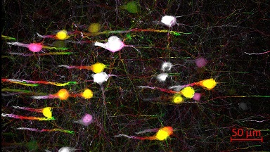 細胞生物學平臺Zeiss全自動數字玻片掃描系統培訓通知
