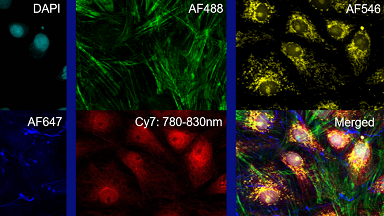 細胞生物學平臺共聚焦前沿應用—近紅外及上轉換成像線上培訓通知