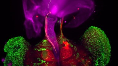 共享儀器平臺Zeiss Lightsheet Z.1光片顯微鏡成像原理與上機培訓