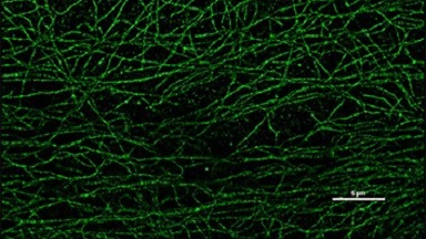 細胞影像平臺Nikon A1激光掃描共聚焦顯微鏡培訓通知