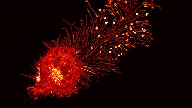 尼康生物影像中心超分辨激光掃描共聚焦顯微鏡上機培訓通知