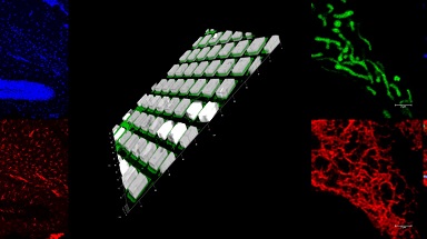 細胞生物學平臺Leica SP8激光共聚焦顯微鏡上機培訓通知
