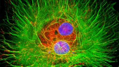 尼康生物影像中心超分辨激光掃描共聚焦顯微鏡上機培訓通知