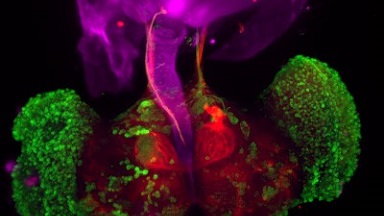 共享儀器平臺Zeiss Lightsheet Z.1光片顯微鏡成像原理與上機培訓通知