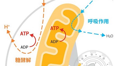 共享儀器平臺Seahorse細胞能量代謝分析儀大型線上技術講座通知
