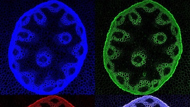 細胞生物學平臺Zeiss激光共聚焦顯微鏡LSM710培訓通知