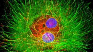 尼康生物影像中心超分辨激光掃描共聚焦顯微鏡培訓通知