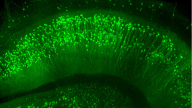 共享儀器平臺Zeiss Lightsheet Z.1激光片層掃描顯微鏡線上培訓通知