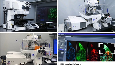 共享儀器平臺Zeiss共聚焦顯微鏡線上培訓通知