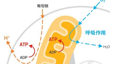 共享儀器平臺Seahorse細胞能量代謝分析儀線上培訓通知
