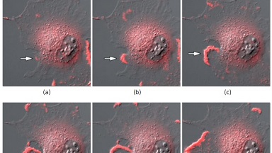 細胞生物學平臺Nikon Ti2-E活細胞顯微成像系統培訓通知