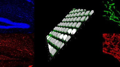 細胞生物學平臺Leica SP8激光共聚焦顯微鏡上機培訓通知