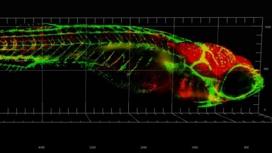 共享儀器平臺Zeiss Lightsheet Z.1激光片層掃描顯微鏡上機培訓通知
