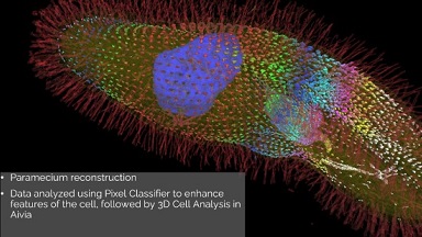 細胞生物學平臺AI引領的圖像分析-Aivia軟件線上培訓通知