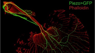 細胞影像平臺轉盤共聚焦顯微鏡上機培訓通知