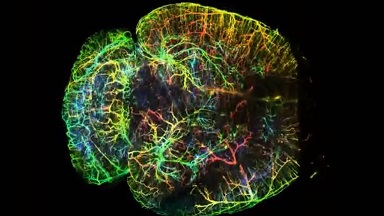 共享儀器平臺Zeiss Lightsheet Z.1激光片層掃描顯微鏡上機培訓通知