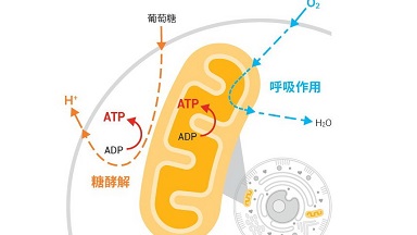 共享儀器平臺Seahorse細胞能量代謝分析儀培訓通知