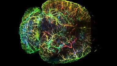 共享儀器平臺Zeiss Lightsheet Z.1激光片層掃描顯微鏡上機培訓通知