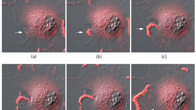 細胞生物學平臺 Nikon Ti2-E活細胞顯微成像系統培訓通知