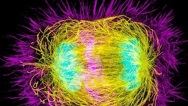 尼康生物影像中心SIM超高分辨率顯微鏡上機培訓通知