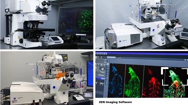 共享儀器平臺Zeiss共聚焦顯微鏡培訓通知