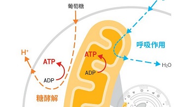 共享儀器平臺Seahorse細胞能量代謝分析儀培訓通知
