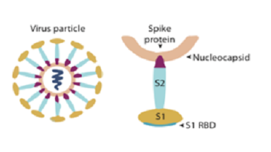 蛋白質制備與鑒定平臺數字式WB系統培訓通知
