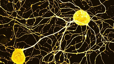 尼康生物影像中心超分辨AX R激光共聚焦顯微鏡上機培訓通知