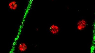 尼康生物影像中心STORM超高分辨率顯微鏡上機培訓通知