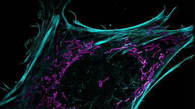 細胞影像平臺活細胞超分辨成像技術講座培訓通知