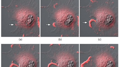 細胞生物學平臺 Nikon Ti2-E活細胞顯微成像系統培訓通知