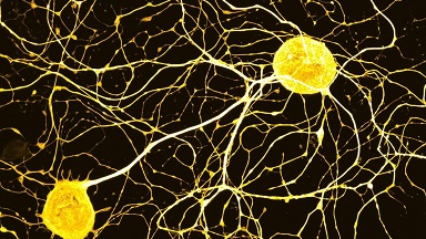 尼康生物影像中心超分辨AX R激光共聚焦顯微鏡上機培訓通知