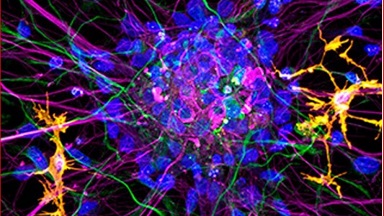 細胞影像平臺激光共聚焦顯微鏡及熒光壽命成像(FV1200-FLIM)上機培訓通知