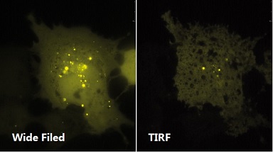 尼康生物影像中心全內反射顯微鏡TIRF上機培訓通知