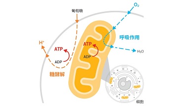 共享儀器平臺Seahorse細胞能量代謝分析儀培訓通知