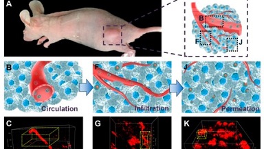 細胞影像平臺雙光子顯微鏡培訓通知