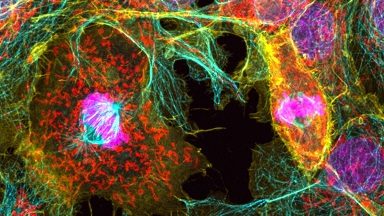 細胞影像平臺Zeiss LSM980 Airyscan2 快速超分辨激光共聚焦顯微鏡上機培訓通知