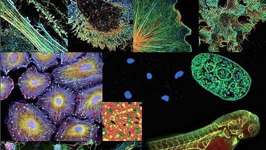 細胞生物學平臺 Nikon Ti2-E活細胞顯微成像系統培訓通知