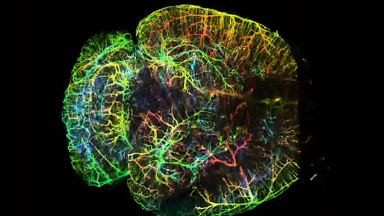 共享儀器平臺Zeiss Lightsheet Z.1激光片層掃描顯微鏡上機培訓通知