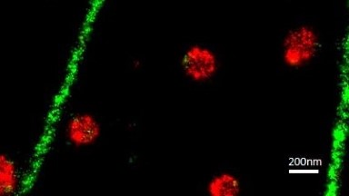 尼康生物影像中心STORM超高分辨率顯微鏡上機培訓通知