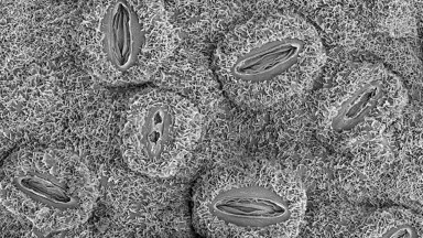 細胞生物學平臺電鏡機組掃描電子顯微鏡在生醫藥研究領域中的應用培訓通知