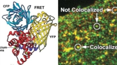 細胞生物學平臺光學成像技術線上專題系列講座（三）通知