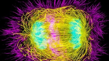 尼康生物影像中心超高分辨率顯微鏡SIM-STROM高級應用線上培訓通知