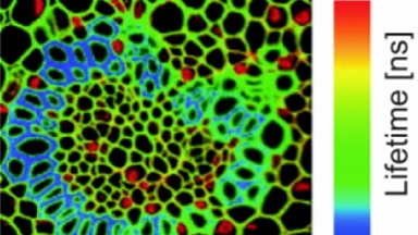 細胞影像平臺激光共聚焦顯微鏡及熒光壽命成像(FV1200-FLIM)上機培訓通知