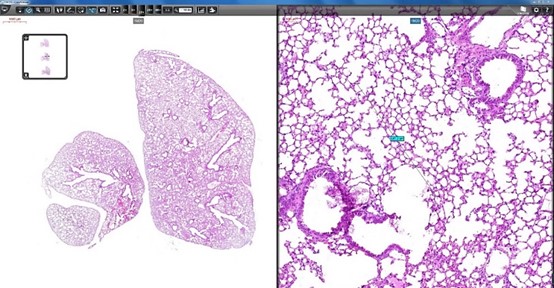 細胞生物學平臺3DHISTECH玻片掃描系統培訓通知