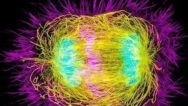 尼康生物影像中心SIM超高分辨率顯微鏡上機培訓通知